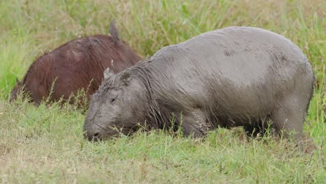 Zwei-Wilde-Pflanzenfresser-Hydrochoerus-Capybara-Grasen-Auf-Einem-Grünen-Naturfeld-Mit-Einem-Vogel-Auf-Dem-Rücken