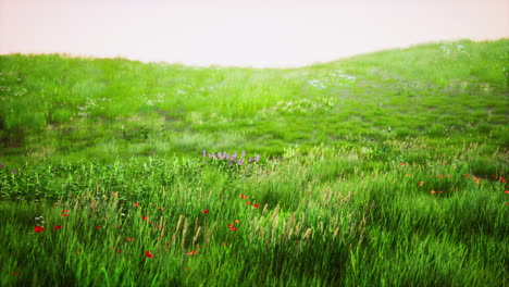 Frisches-Grünes-Feld-Und-Blauer-Himmel-Im-Frühling