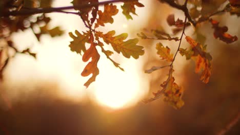 oak leaves on the background of an evening sunset