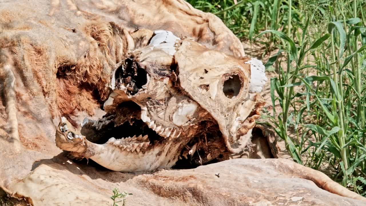 Skeletal skull remains of a dead antelope in the wilderness in the process of decomposition