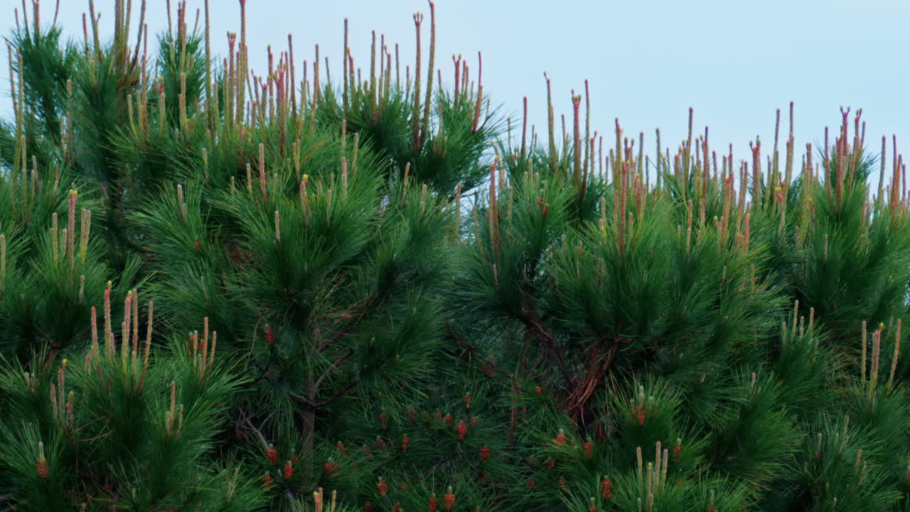View of pine tees moving in the wind while raining