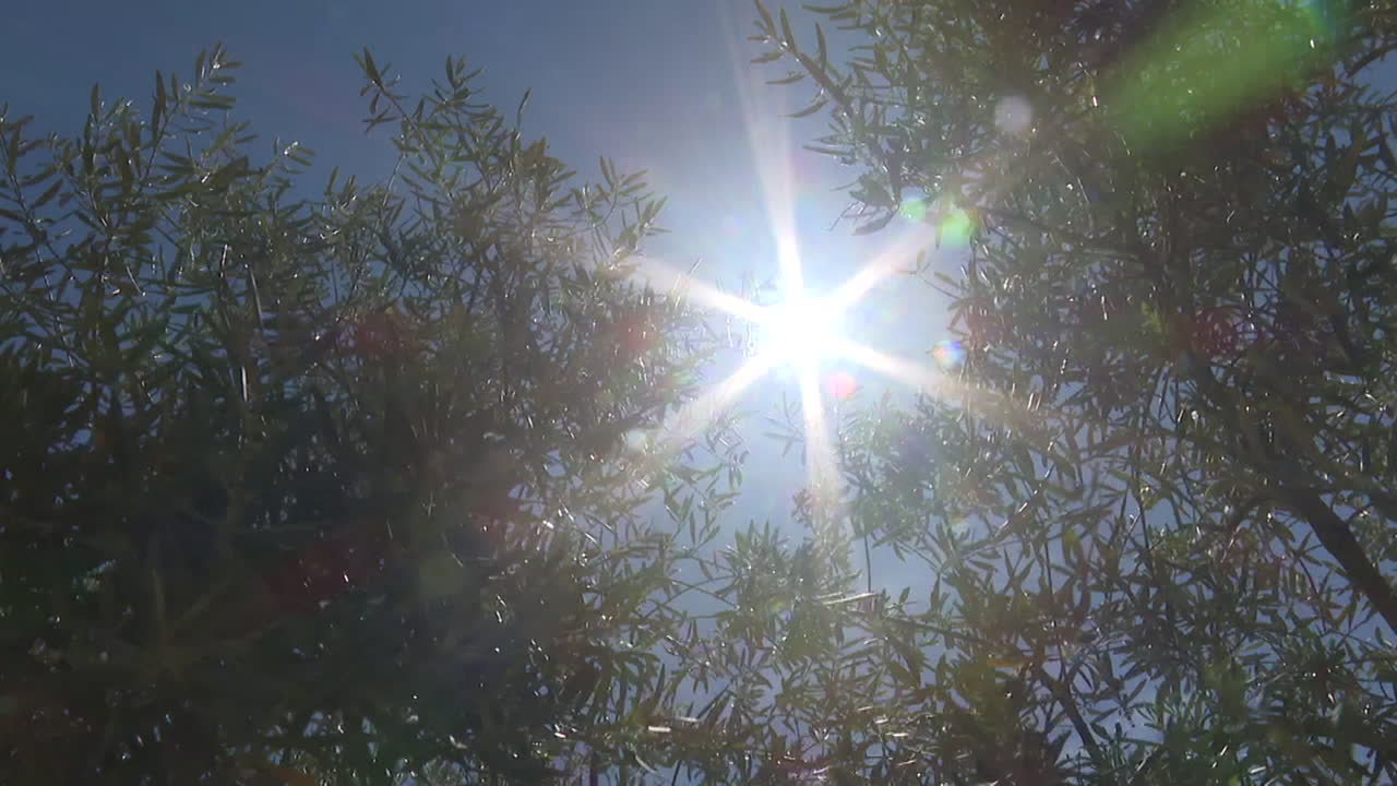 나무 를 통과 하는 빛