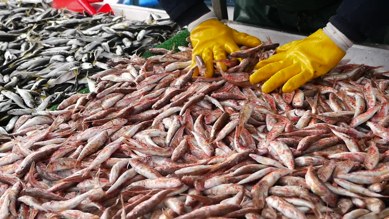 Hands in Yellow Gloves Sorting Fresh Red Mullet at a Fish Market