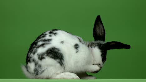 rabbit makes herself presentable on a green background