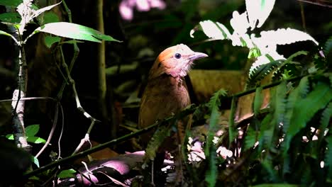 der rostnackenpitta ist ein zutraulicher vogel, der in hochgelegenen bergwäldern vorkommt. es gibt so viele orte in thailand, an denen man diesen vogel finden kann