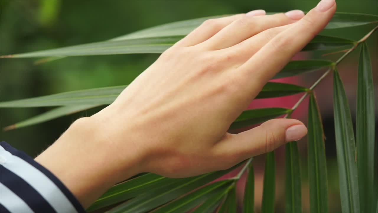 Hand touching a palm leaf