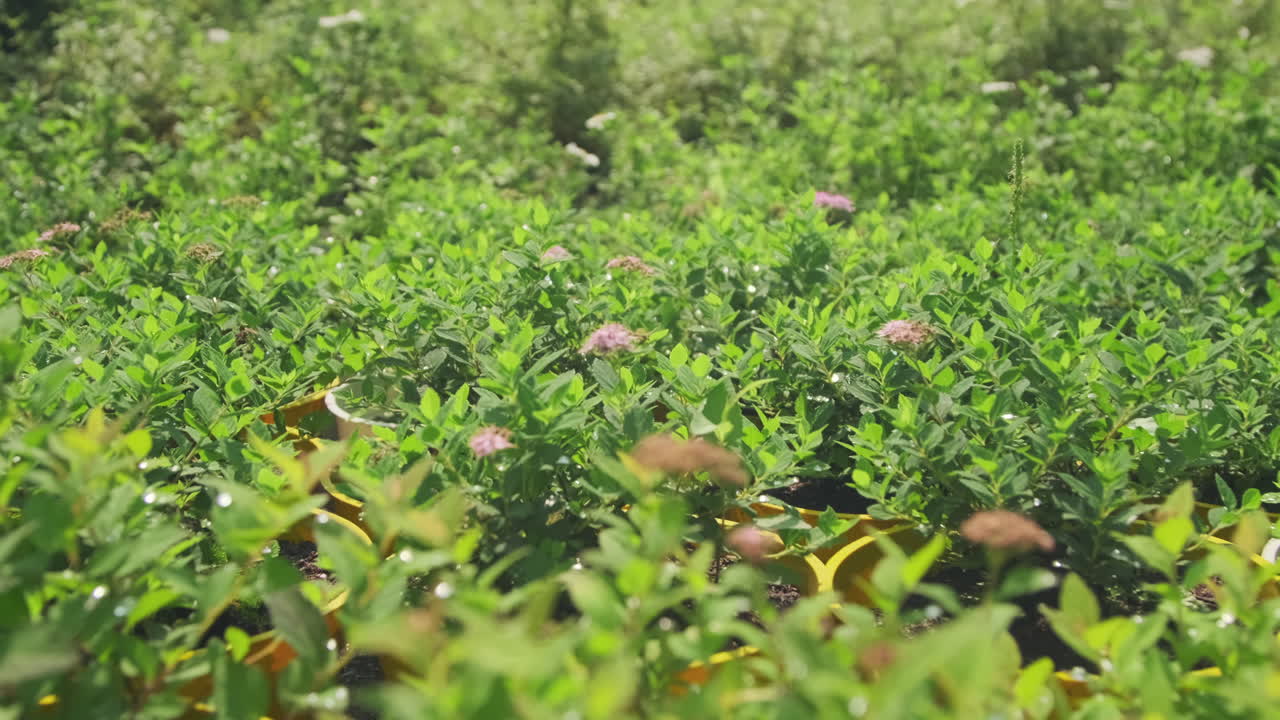 Dolly Shot Of Garden Plants Under Sunlight