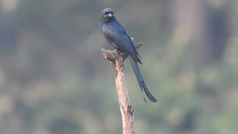 black phoebe waiting for pray .