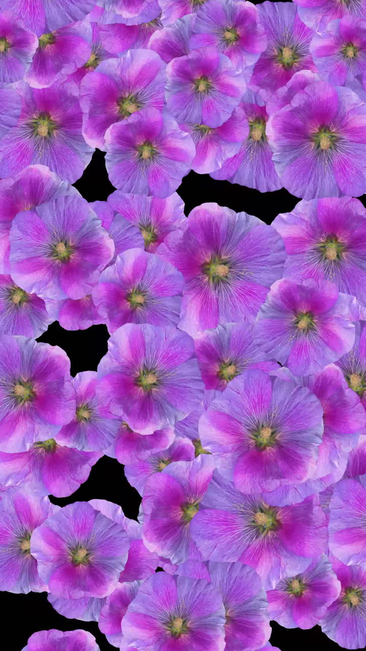 Animerede lilla og lyserøde blomster, der dukker op og forsvinder
