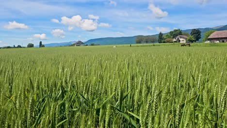 wheat and butterfly in switzerland