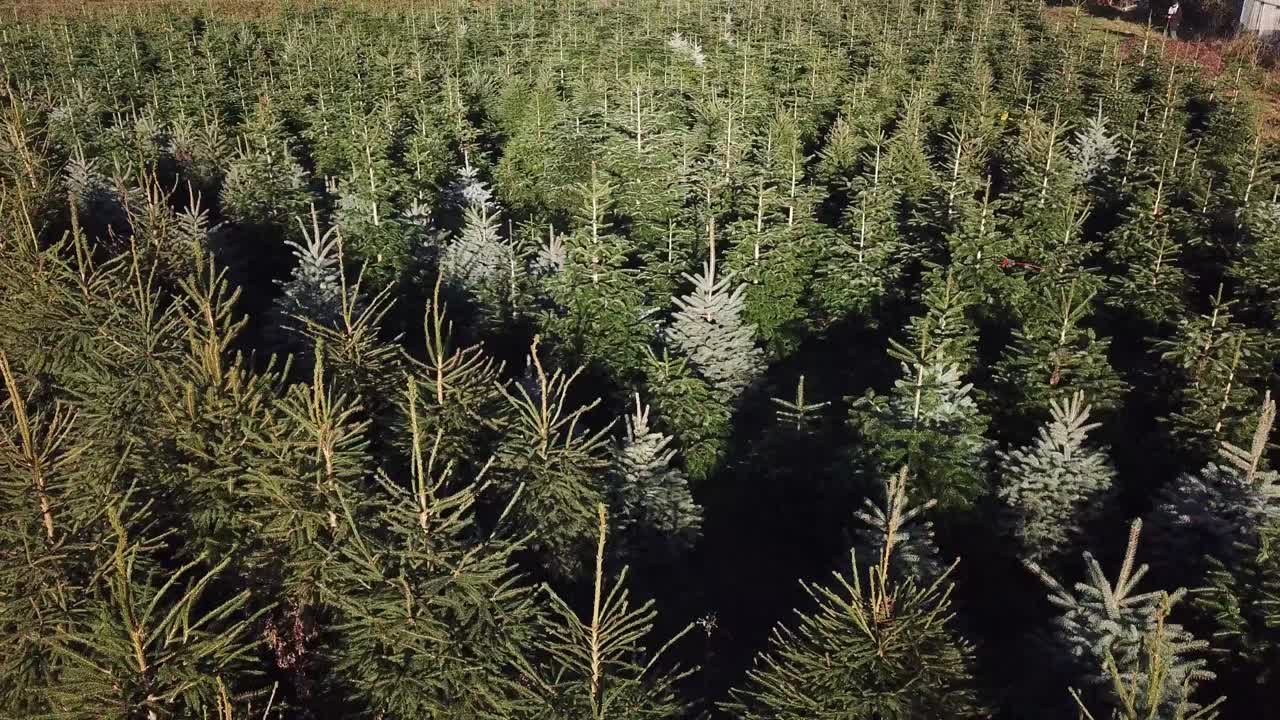 Inquadratura con svelamento inverso di alberi di Natale