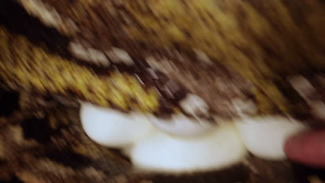 a burmese python lying on her eggs after breeding