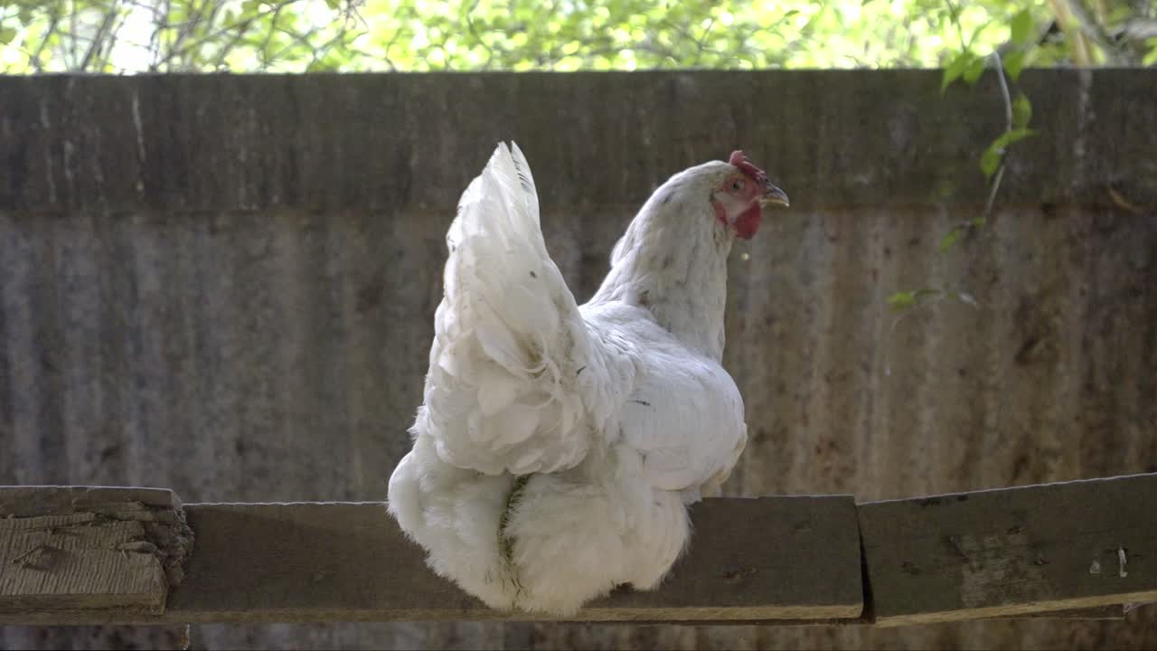 pollo blanco sentado en una escalera de percha de madera en un gallinero, mirando a la cámara desde atrás
