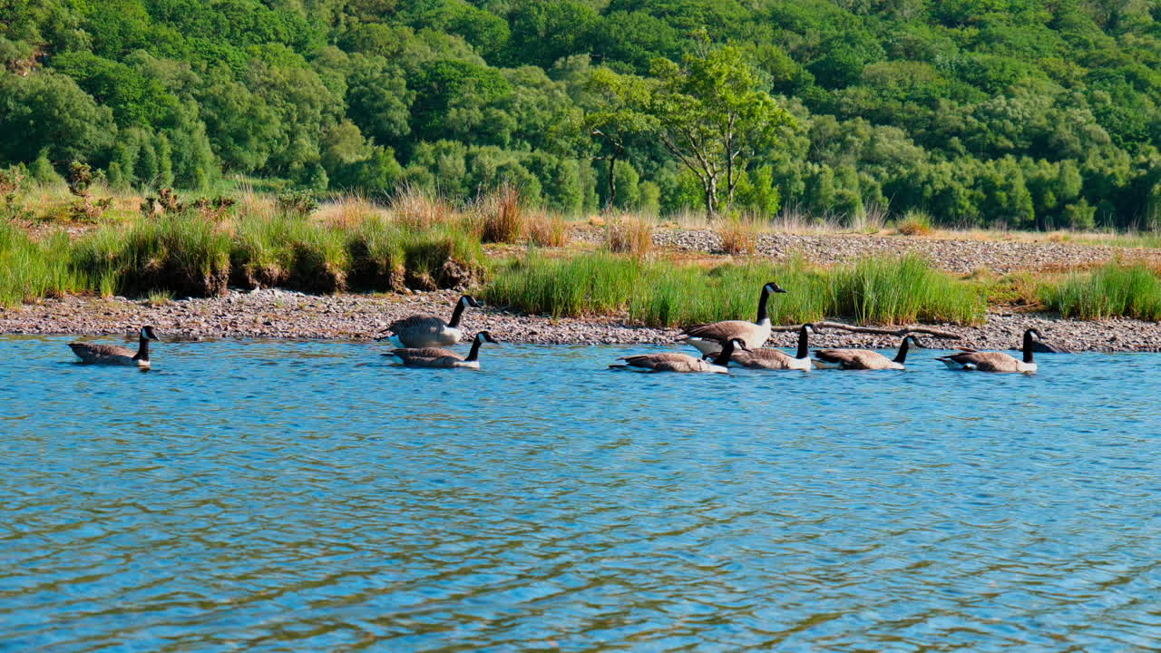 스노우도니아 국립 공원 에서  ⁇ 은 날 에 강 을 따라 떠다니고  ⁇ 는 거위 들