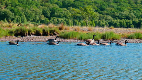 Geese-floating-and-walking-down-river-on-a-sunny-day-in-Snowdonia-national-park