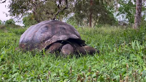 Fotografía-De-Lapso-De-Tiempo-Muestra-Una-Vista-Frontal-De-Una-Tortuga-Gigante-Comiendo-Hierba-En-Las-Galápagos