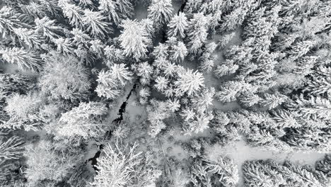 Antena-Arriba-Hacia-Abajo-De-Pinos-Cubiertos-De-Nieve-En-Un-Denso-Paisaje-Forestal-Durante-El-Día