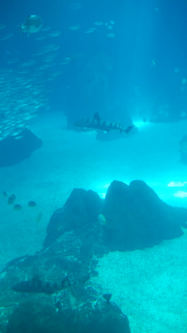Marine life in a large aquarium tank featuring sharks, rays, and various fish
