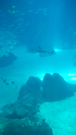 marine life in a large aquarium tank featuring sharks, rays, and various fish
