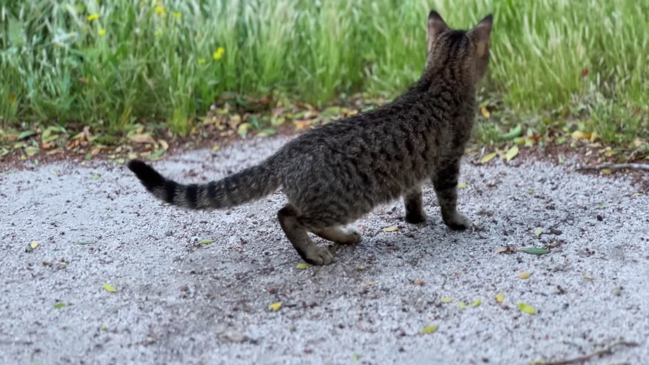 Close-up 4K shot of a curious tabby cat sniffing the ground in a natural park setting. Perfect for pet, wildlife, or behavioral content. Clean bokeh, calm daylight.