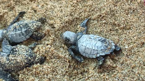 panting baby leatherback turtles moving in dense sand