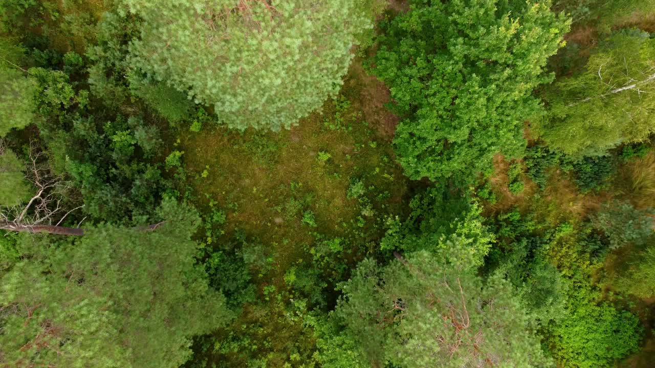 suelo y follaje del bosque verde vibrante, vista ascendente de arriba hacia abajo