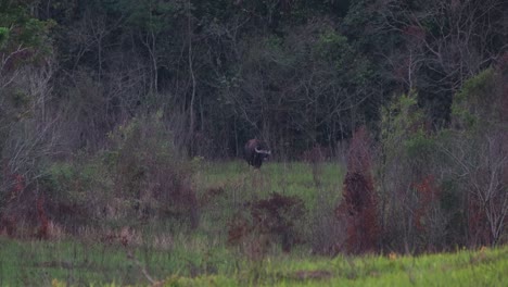 An-individual-seen-grazing-at-an-open-space-near-the-forest,-Gaur-Bos-gaurus-Khao-Yai,-Thailand