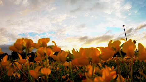 hermoso paisaje con flores silvestres amarillas y nubes