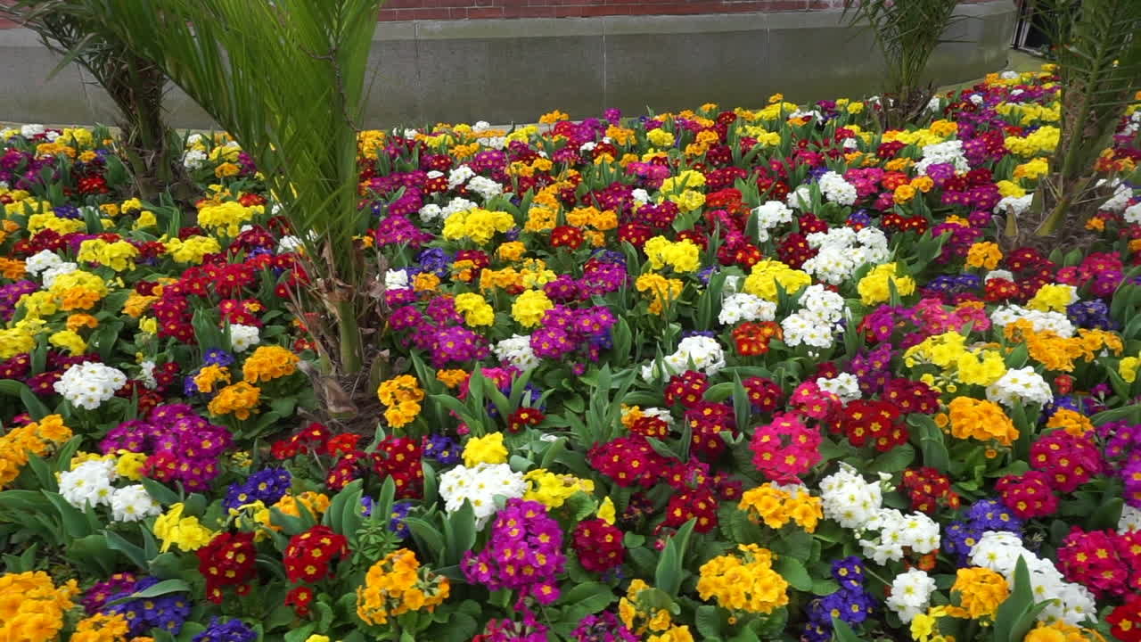 imágenes de flores en londres reino unido