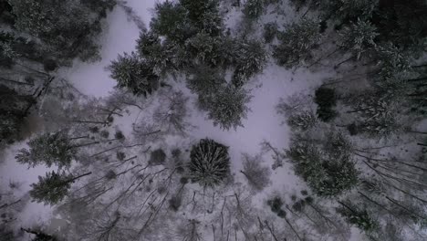 Top-view-aerial-ascending-of-Snowy-Winter-Forest