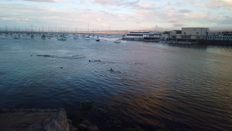 Gimbal-Amplia-Toma-Panorámica-De-Leones-Marinos-Nadando-Por-El-Puerto-Al-Atardecer-En-Monterey,-California