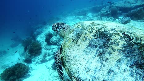 Imágenes-Cercanas-De-Una-Tortuga-Marina-Nadando-En-Filipinas