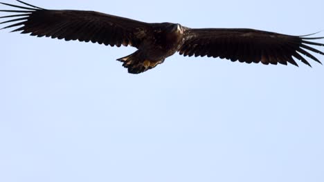 primer plano del águila marina mientras vuela