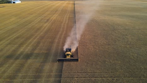 aerial frontal drone view of a modern combine harvester reaping wheat in alberta, canada