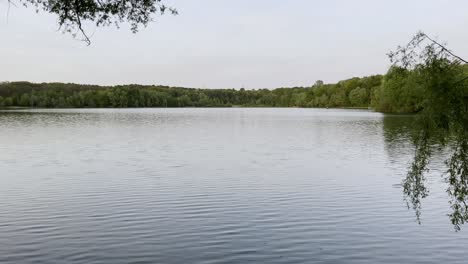 Lago-Con-Naturaleza-Y-Bosque-Y-Un-Sauce-Llorón-En-Primer-Plano-Junto-Al-Agua-Por-La-Noche-En-Colonia-En-Baggerloch-En-Dünnwald