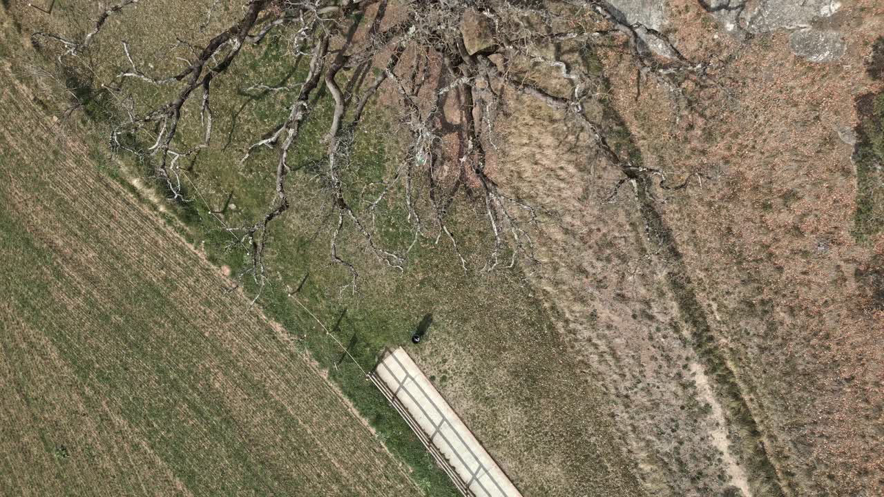 Aerial drone fly top down ancient oak tree, mediterranean autumn fields Europe countryside old dry branches, Roure de la Senyora
