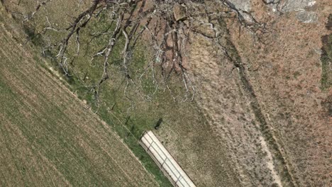 Luftdrohne-Fliegt-Von-Oben-Nach-Unten-über-Eine-Alte-Eiche,-Mediterrane-Herbstfelder,-Europäische-Landschaft,-Alte-Trockene-Zweige,-Roure-De-La-Senyora