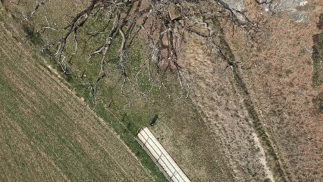 aerial drone fly top down ancient oak tree, mediterranean autumn fields europe countryside old dry branches, roure de la senyora