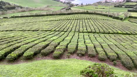 fly over a calm relaxing healthy green valley tea garden plantation with mountain tropical forest landscape that gorreana tea cultivated in são miguel