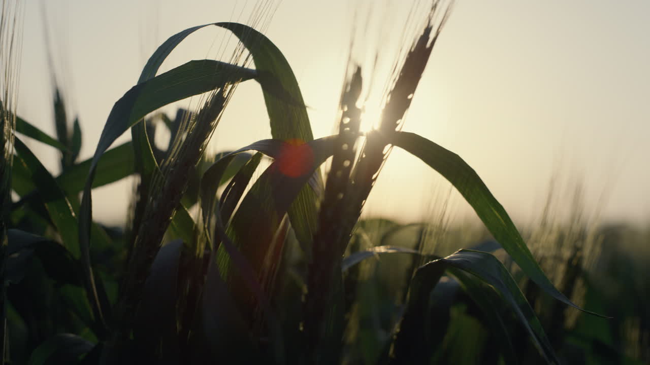 campo de cultivo de cosecha de trigo inmaduro en un primer plano al atardecer. rayos de sol en el follaje de cereales