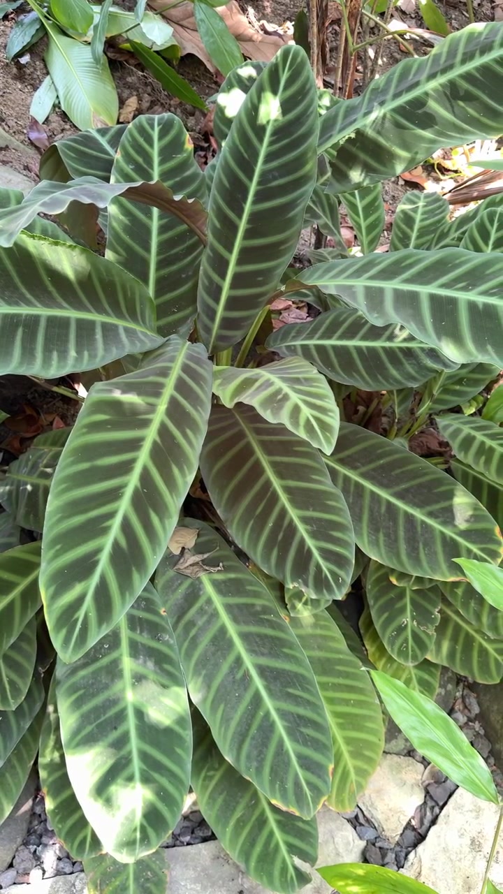 Primo piano di pianta di Calathea Zebrina con foglie striate