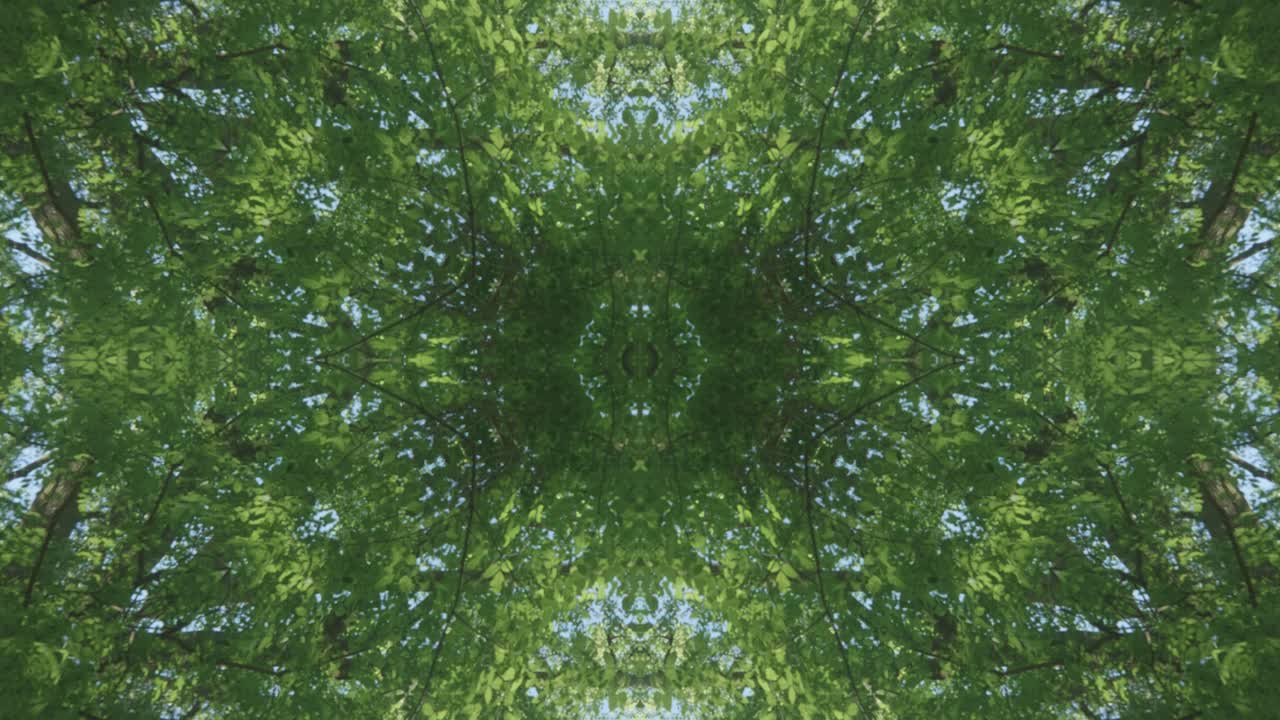 caleidoscopio de vegetación usando imágenes de bosque de wissahickon creek, philadelphia, #15