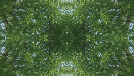 greenery kaleidoscope using forest imagery from wissahickon creek, philadelphia, #15