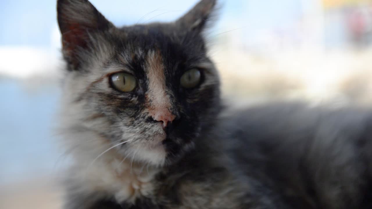 Cat lying on pavement with sea in background close up