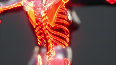 rayos x de todo el cuerpo del esqueleto en brillo