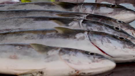 Close-up-shot-of-yellowtail-amberjack-fish-or-buri-fishes-lying-on-the-floor-of-a-dock-after-been-caught-in-Bahia-Asuncion,-Mexico-at-daytime