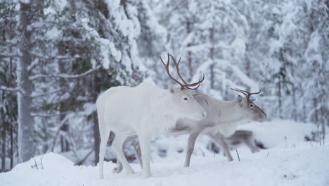 slowmotion of a white reindeer standind in a snowy forest while other reindeer are walking around