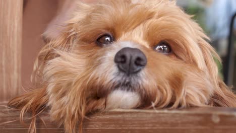 Das-Gesicht-Eines-Neugierigen,-Neugierigen,-Aufmerksamen,-Flauschigen-Cavapoo-Hundes,-Der-Schließlich-Zu-Den-Füßen-Des-Haustierbesitzers-Abnimmt