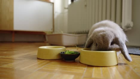 curious and shy bunny sniffing for some salat in uhd