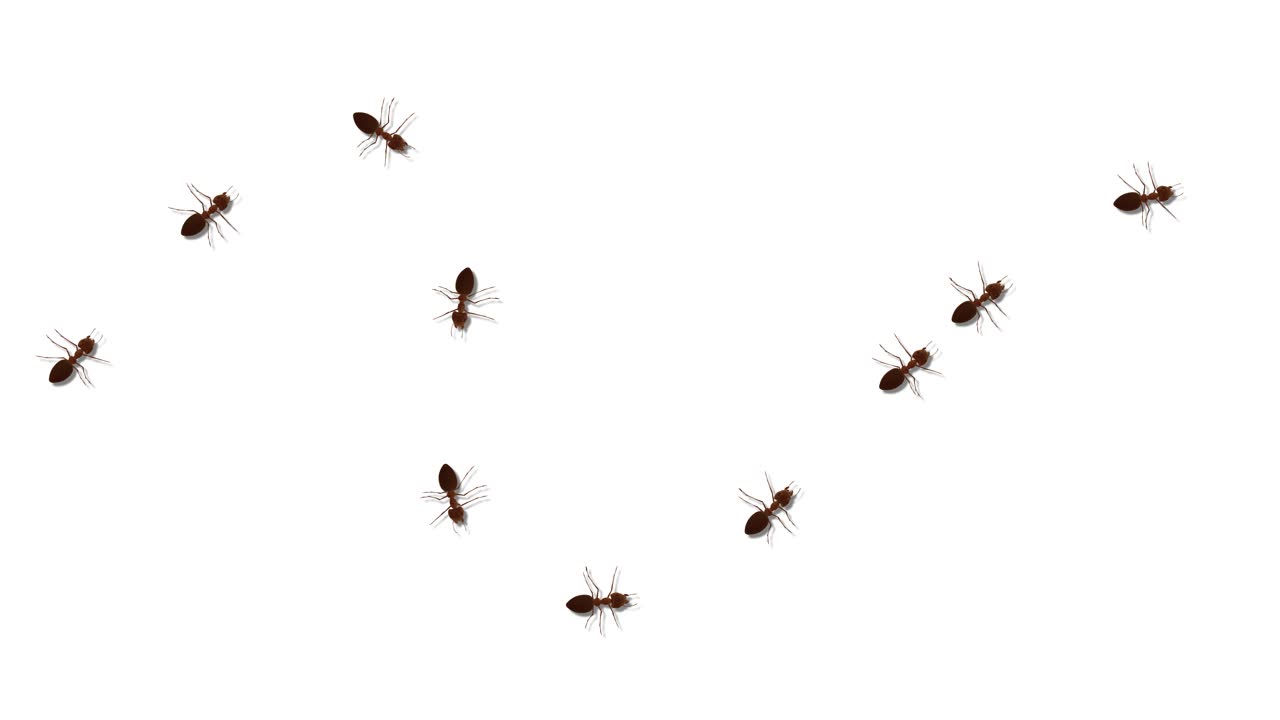 Ant insects randomly crawling green screen white background animation ant trail column insect